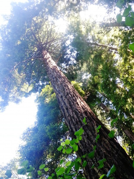 How tall are the trees at Muir Woods?