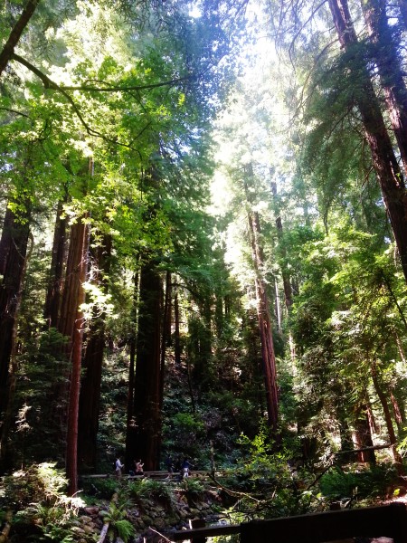 Is Muir Woods worth seeing?