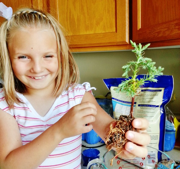 Growing a tree from seedling