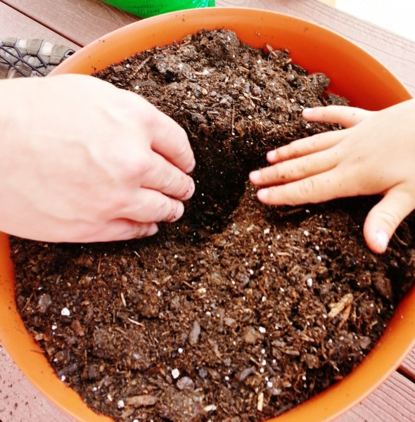 how to plant a tree seedling