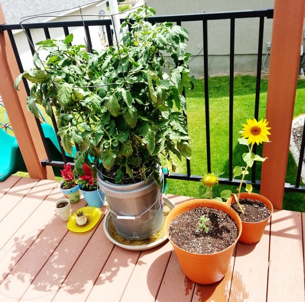 How to grow a deck garden